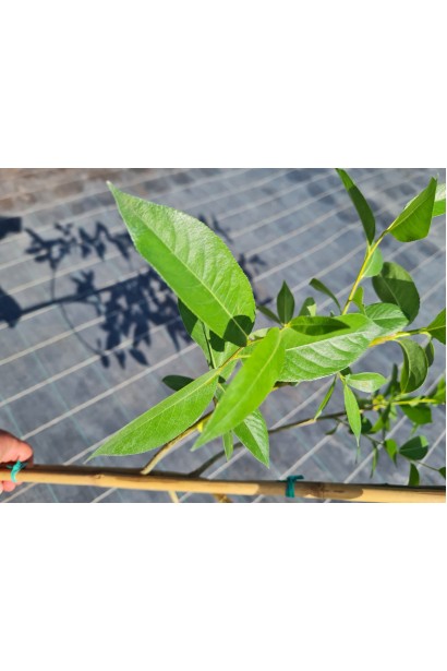 Верба п’ятитичинкова - глянцеве зелене листя